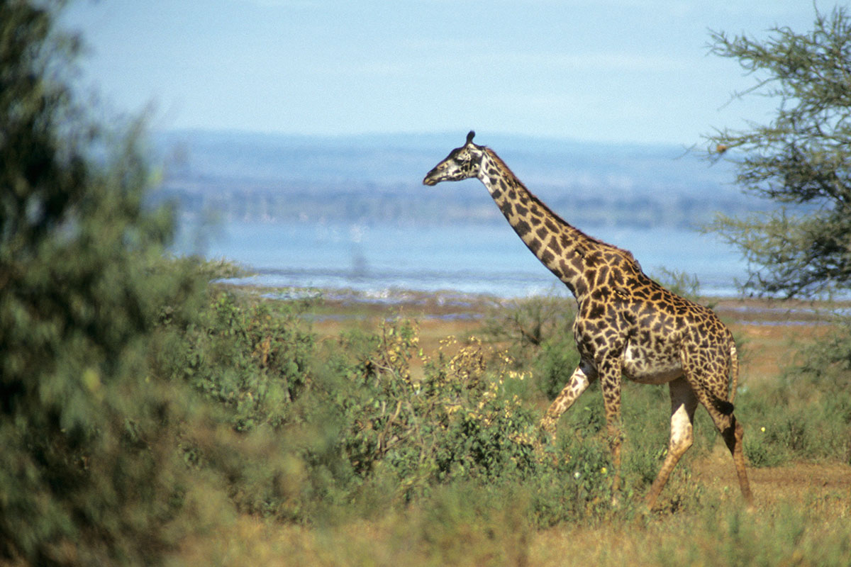 54-005-Giraffe