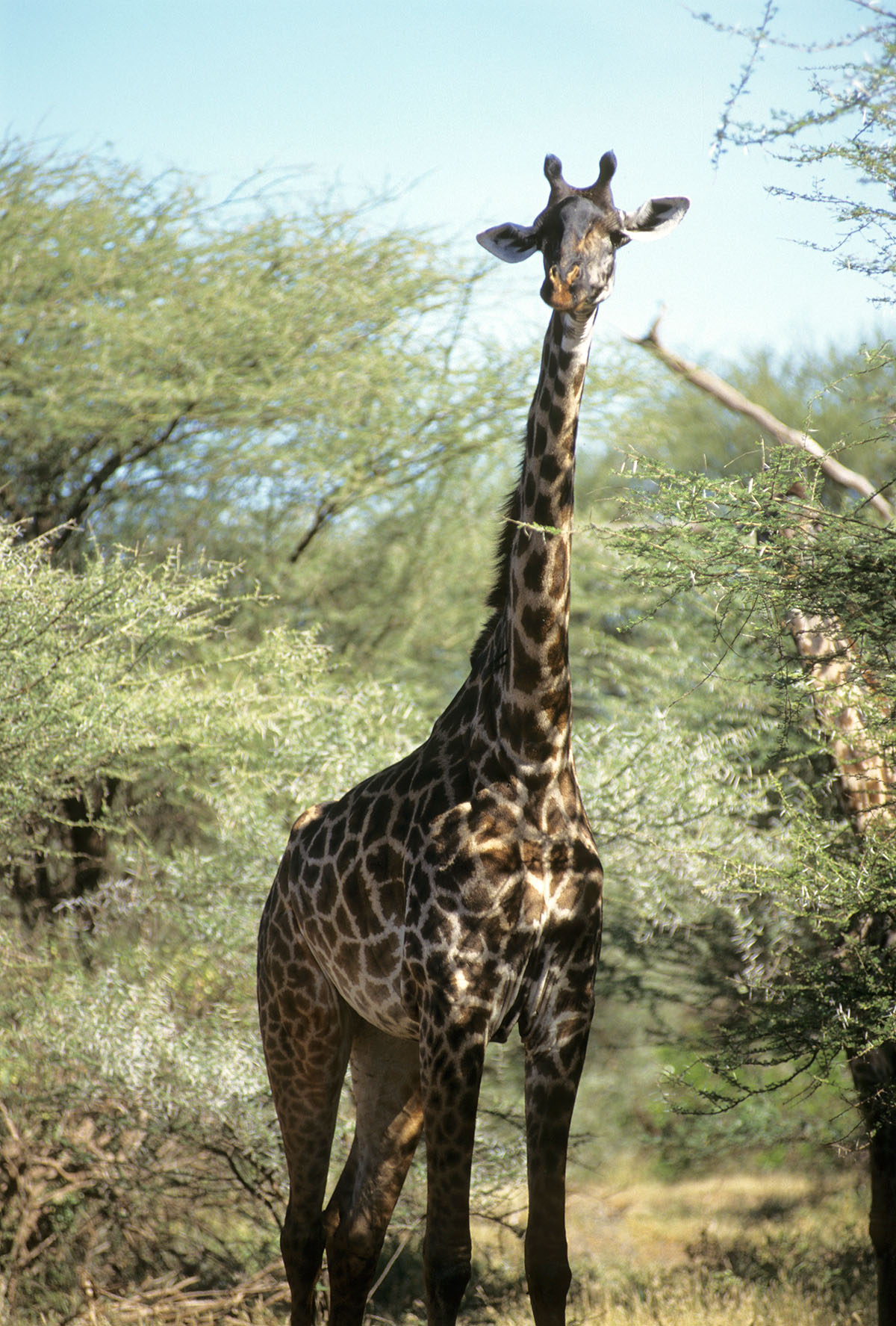 54-009-Giraffes