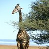 54-006-Giraffes